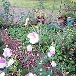 Daire Les Hortensias La Souris Des Champs