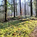 Les Hortensias La Souris Des Champs * Étival-Clairefontaine