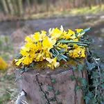 Daire Les Hortensias La Souris Des Champs