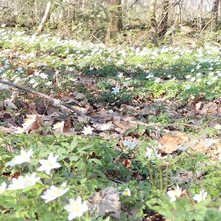 Les Hortensias La Souris Des Champs דירה *