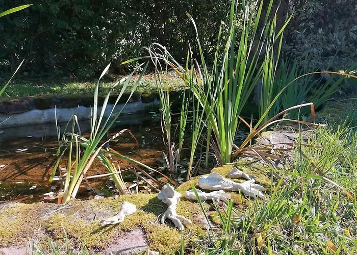 Les Hortensias La Souris Des Champs *